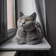 Mon chat va-t-il l'adopter ? Faire du nouveau meuble son coin préféré
