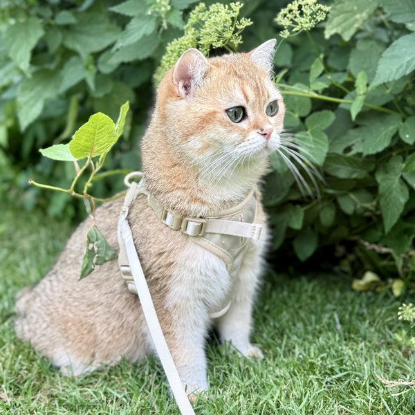 Mit Katze spazieren gehen? Ja – aber richtig