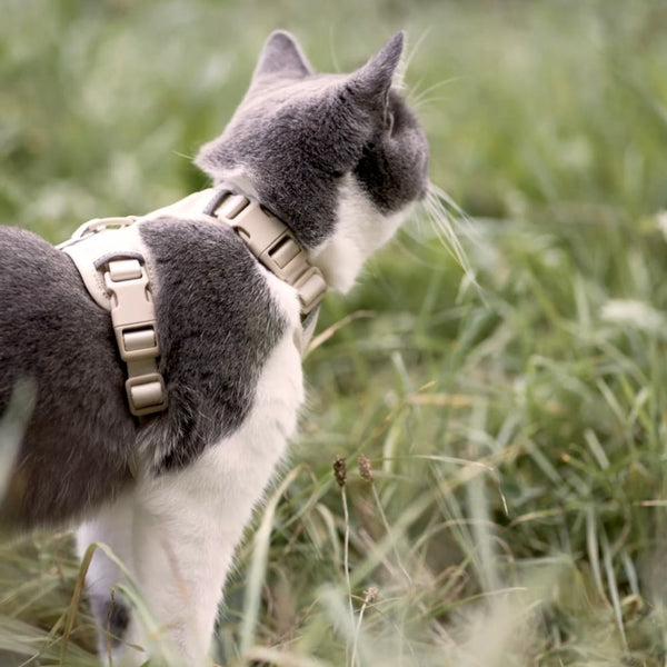 Bereit fürs Abenteuer: Das EXPLORER Katzengeschirr
