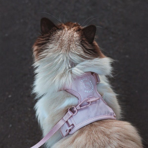 Gassi gehen mit Katze? Ja – aber bitte katzengerecht