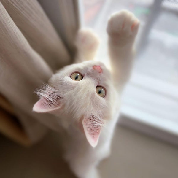 Gefahr erkannt, Katzen geschützt – Warum gekippte Fenster Vorsicht erfordern