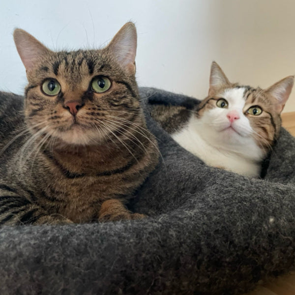 Streunerkatzen helfen: Die wichtige Arbeit der Katzenhilfe Gelderland