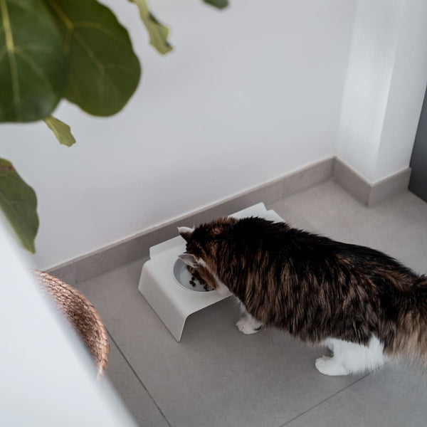 Napf hoch! Warum Katzen beim Fressen lieber erhöht stehen