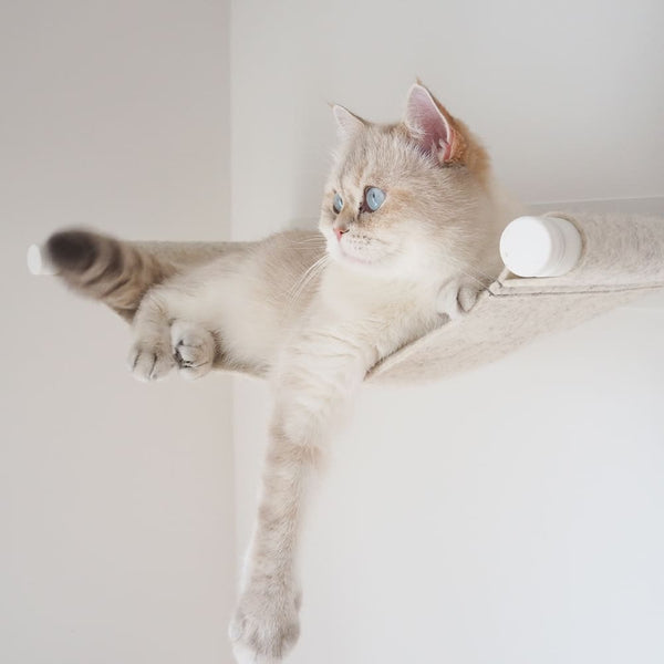 Schwebeglück für Katzen: Warum alle SWING lieben