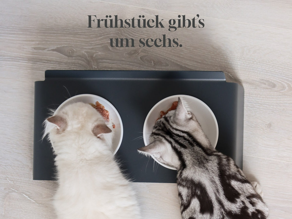 Zwei Katzen fressen von oben gesehen an der DINE Futterstation – Frühstück gibt’s um sechs