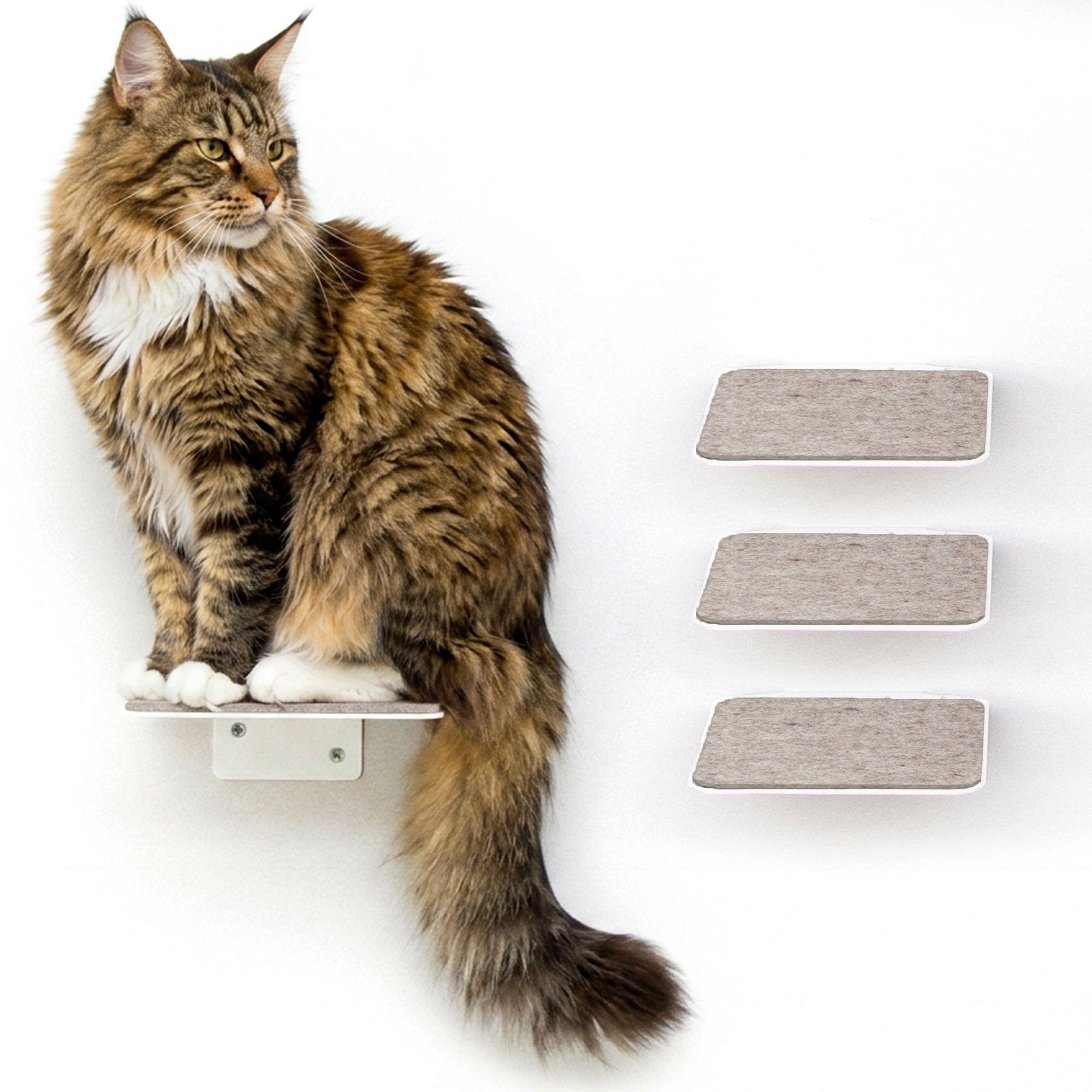 STEPS Scala per gatti