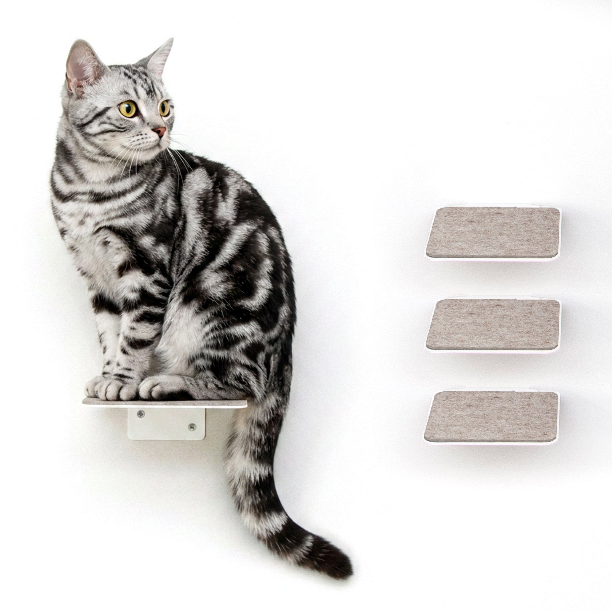 STEPS Scala per gatti