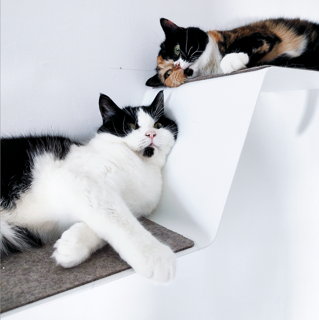 Katzenwand Katzen