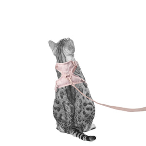 EXPLORER Katzengeschirr Hello Kitty Edition in Rosé, Bengalkatze trägt das Geschirr mit Leine
