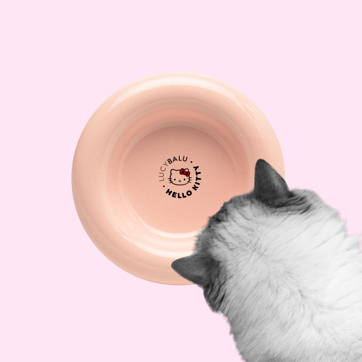 Katze schaut in rosé DROP Katzennapf - Hello Kitty Edition