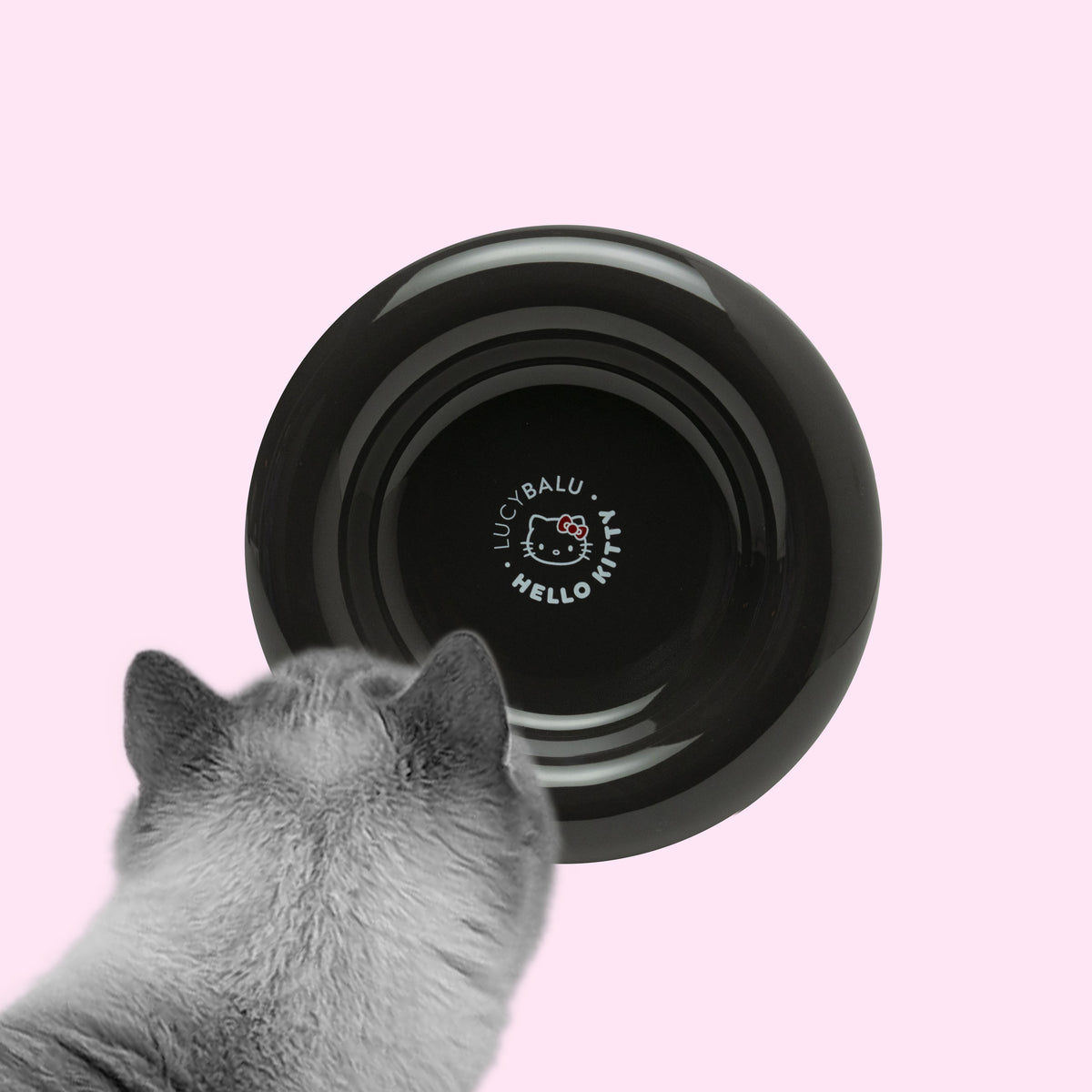 Katze schaut in schwarzen DROP Katzennapf - Hello Kitty Edition