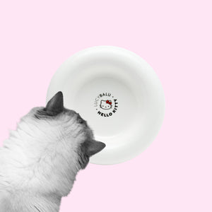Katze schaut in weißen DROP Katzennapf - Hello Kitty Edition