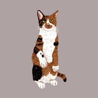 Gatto domestico