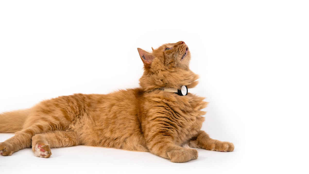 DORI Collare per gatti con AirTag (Nylon)