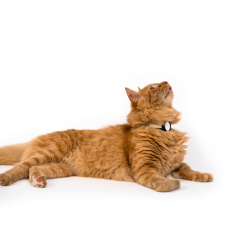 DORI Collare per gatti con AirTag (Nylon)