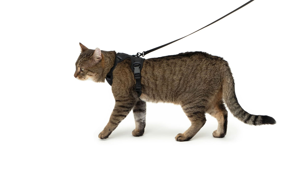 EXPLORER Imbracatura per gatti