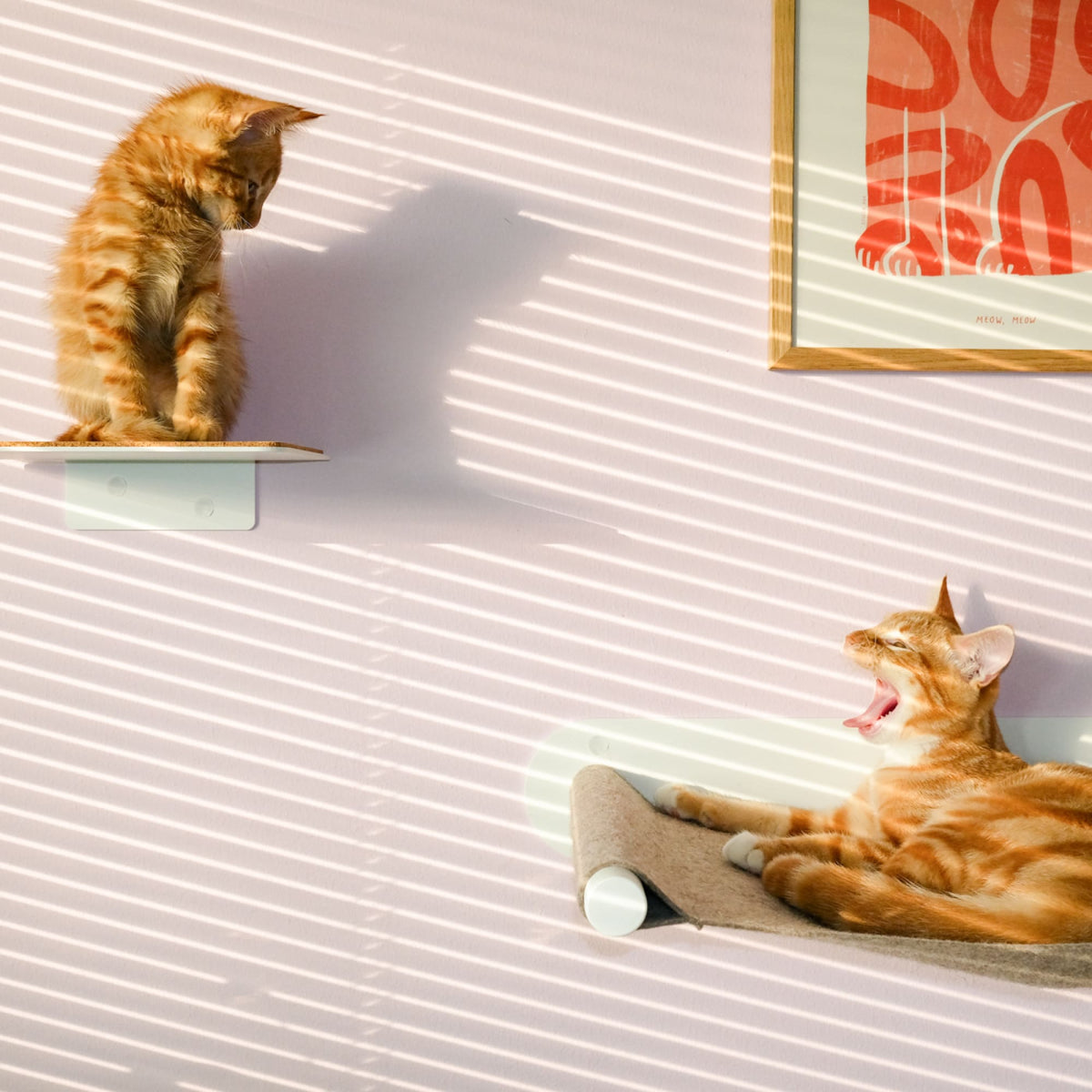 Mur pour chat STEPS pour grimper et dormir : un chaton assis sur la marche murale, l'autre bâillant dans le hamac