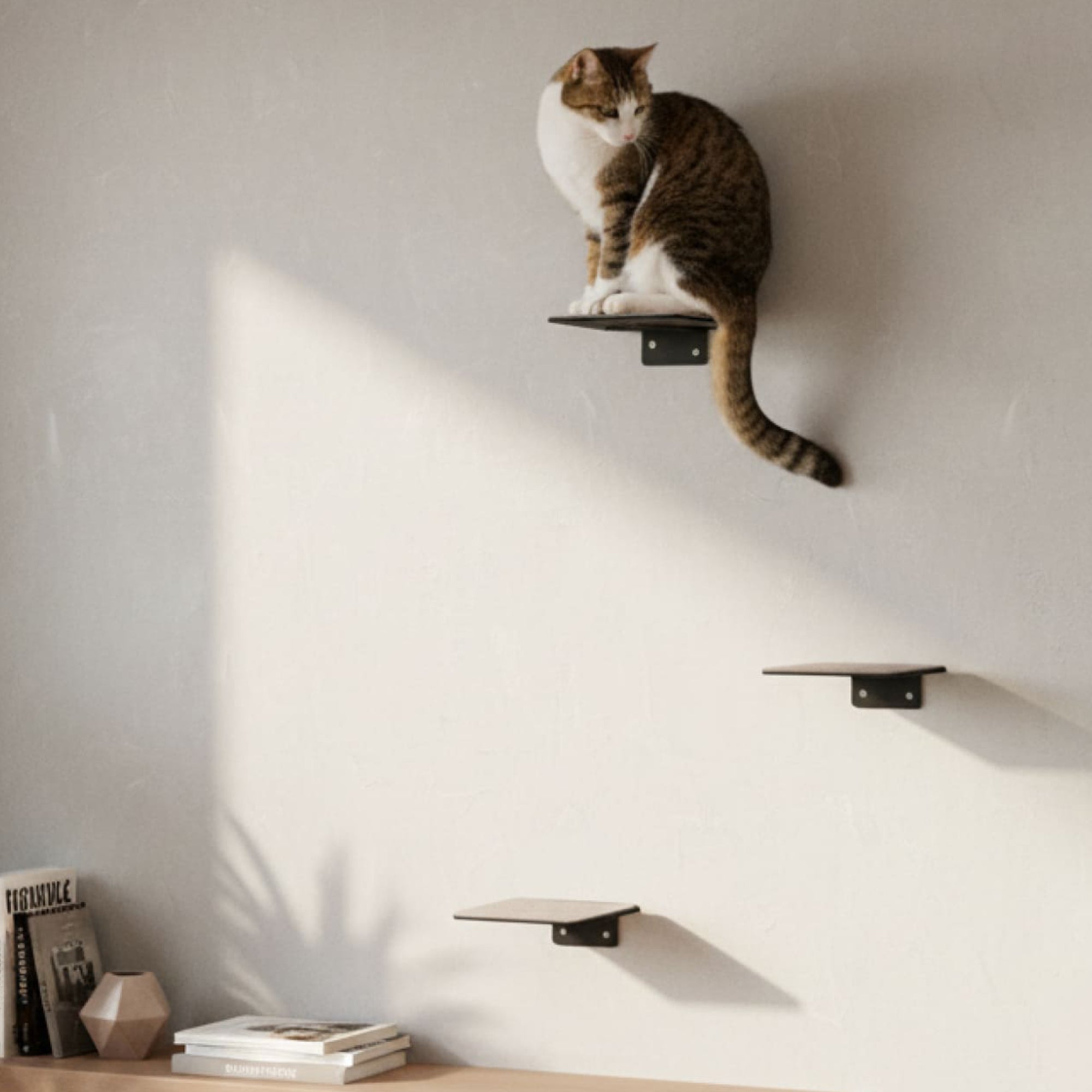 STEPS Scala per gatti