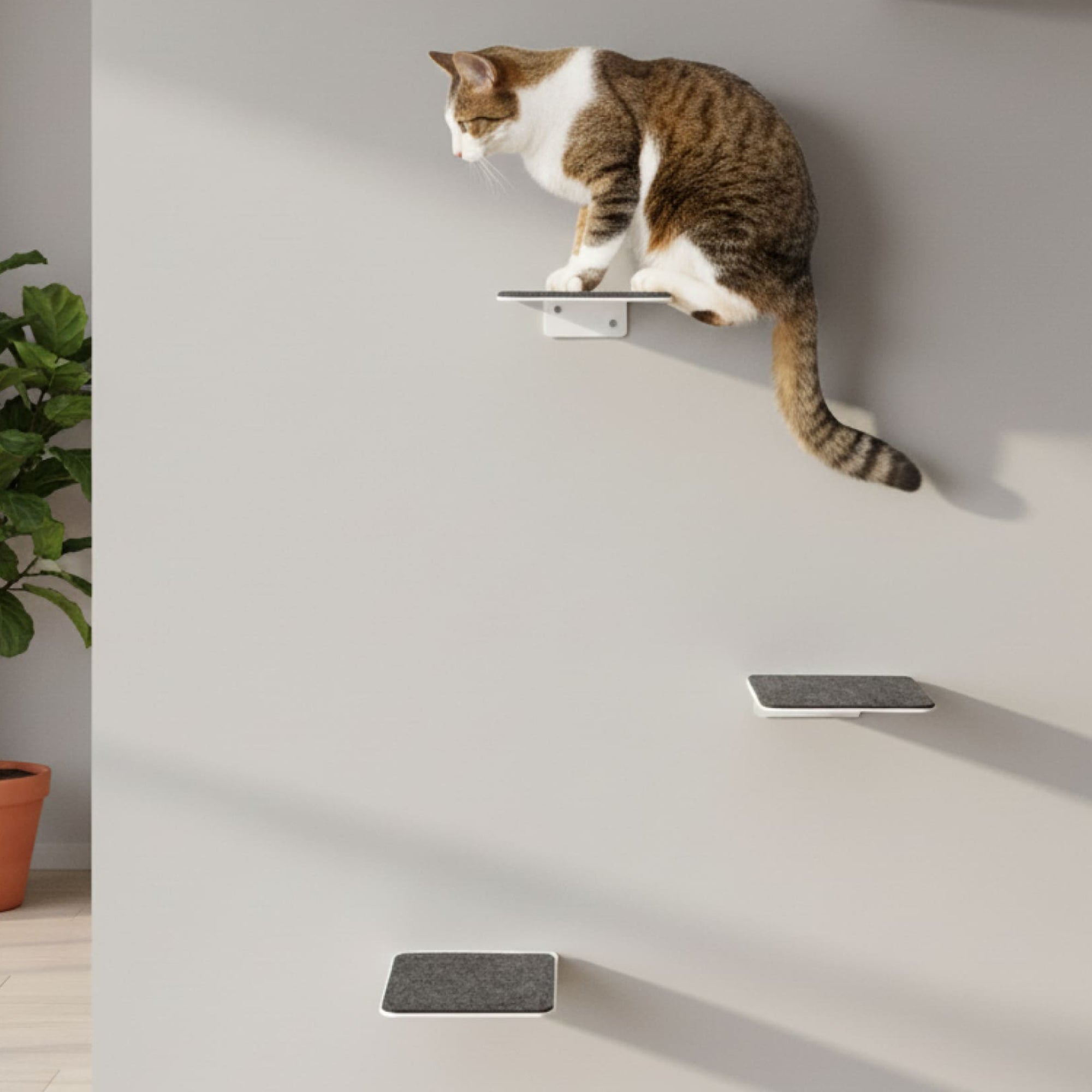 STEPS Scala per gatti