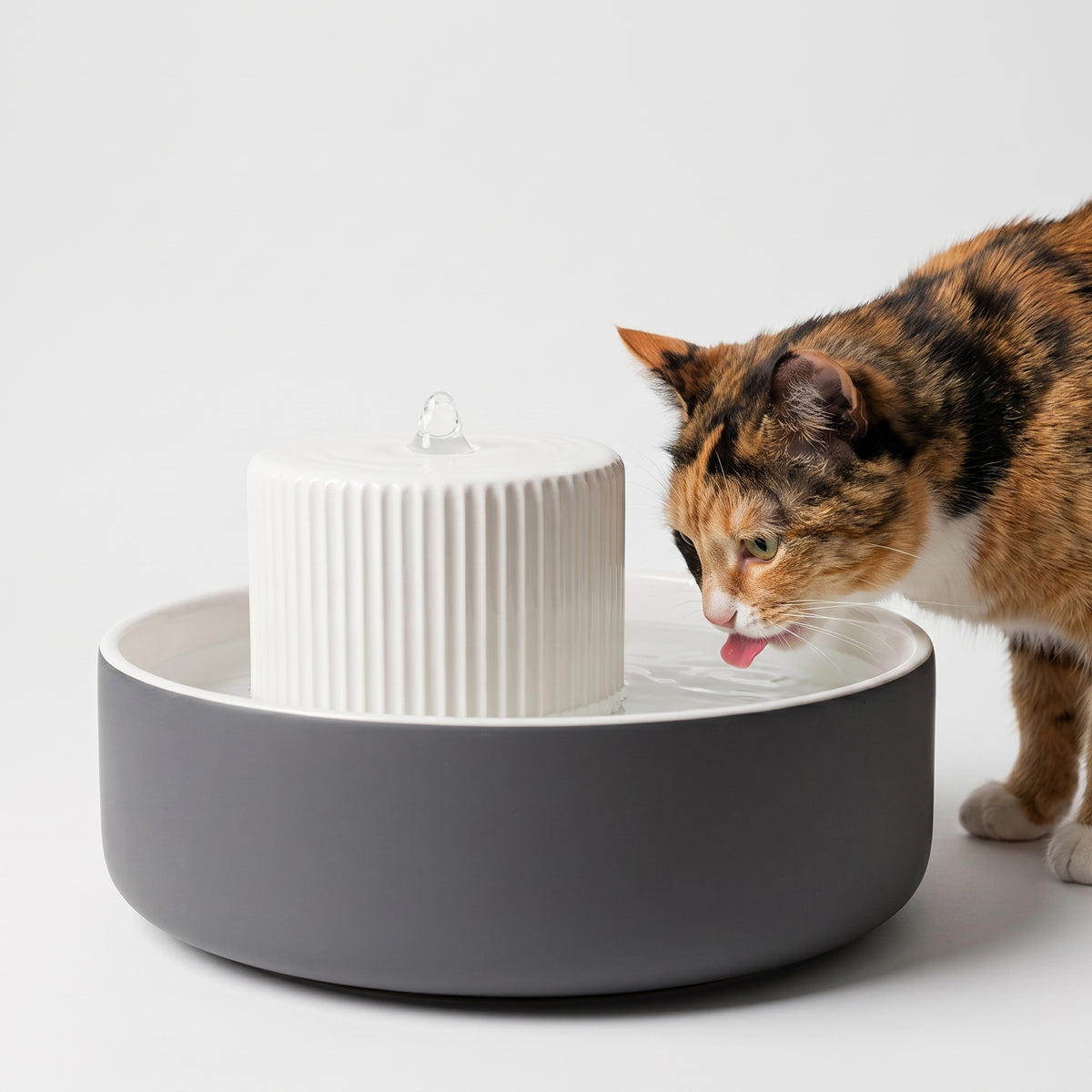 Un gatto beve alla fontanella TREVI in antracite