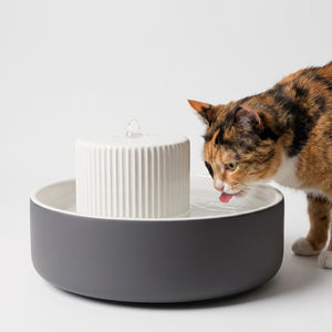 Un gatto beve alla fontanella TREVI in antracite