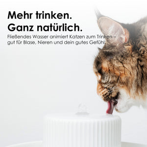 Un gatto beve alla fontanella TREVI – bere di più, in modo naturale