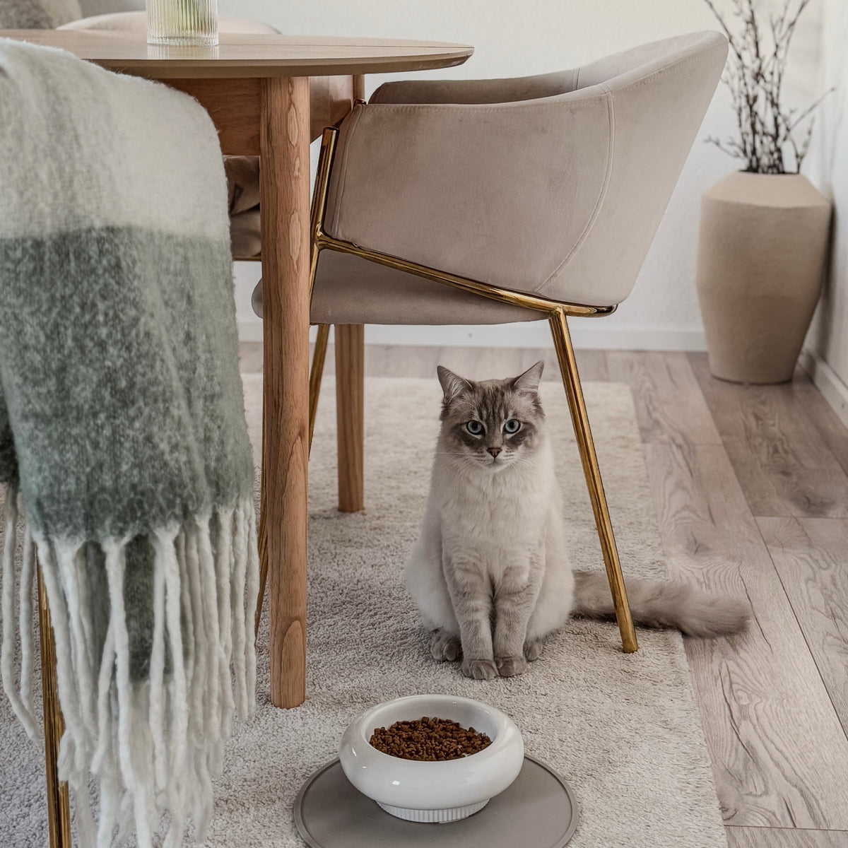 Ciotola per gatti MYCO in bianco con cibo, gatto Ragdoll seduto accanto in trepidante attesa