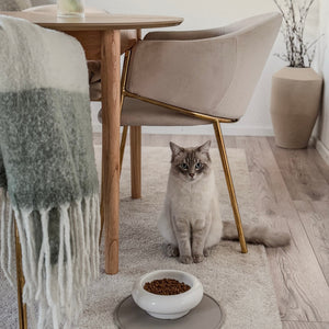 Ciotola per gatti MYCO in bianco con cibo, gatto Ragdoll seduto accanto in trepidante attesa