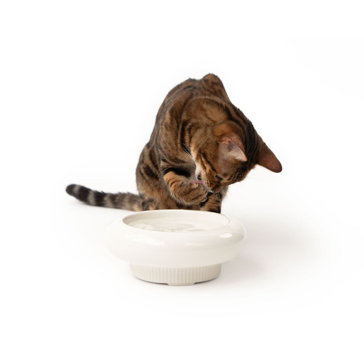 Ciotola per l'acqua MYCO in bianco, gatto Bengala che beve dalla ciotola in ceramica