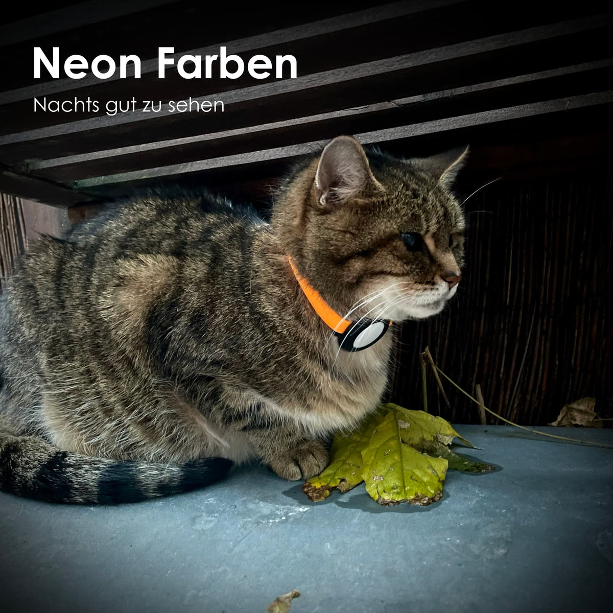 Getigerte Katze mit orangem NEMO Halsband in Neonfarbe für gute Sichtbarkeit nachts