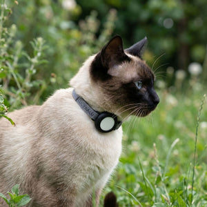 Gatto in un prato verde con collare per gatti DORI grigio e AirTag