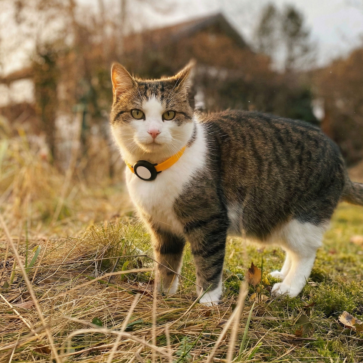 Getigerte Katze mit orangem NEMO Halsband und Sicherheitsverschluss auf herbstlicher Wiese