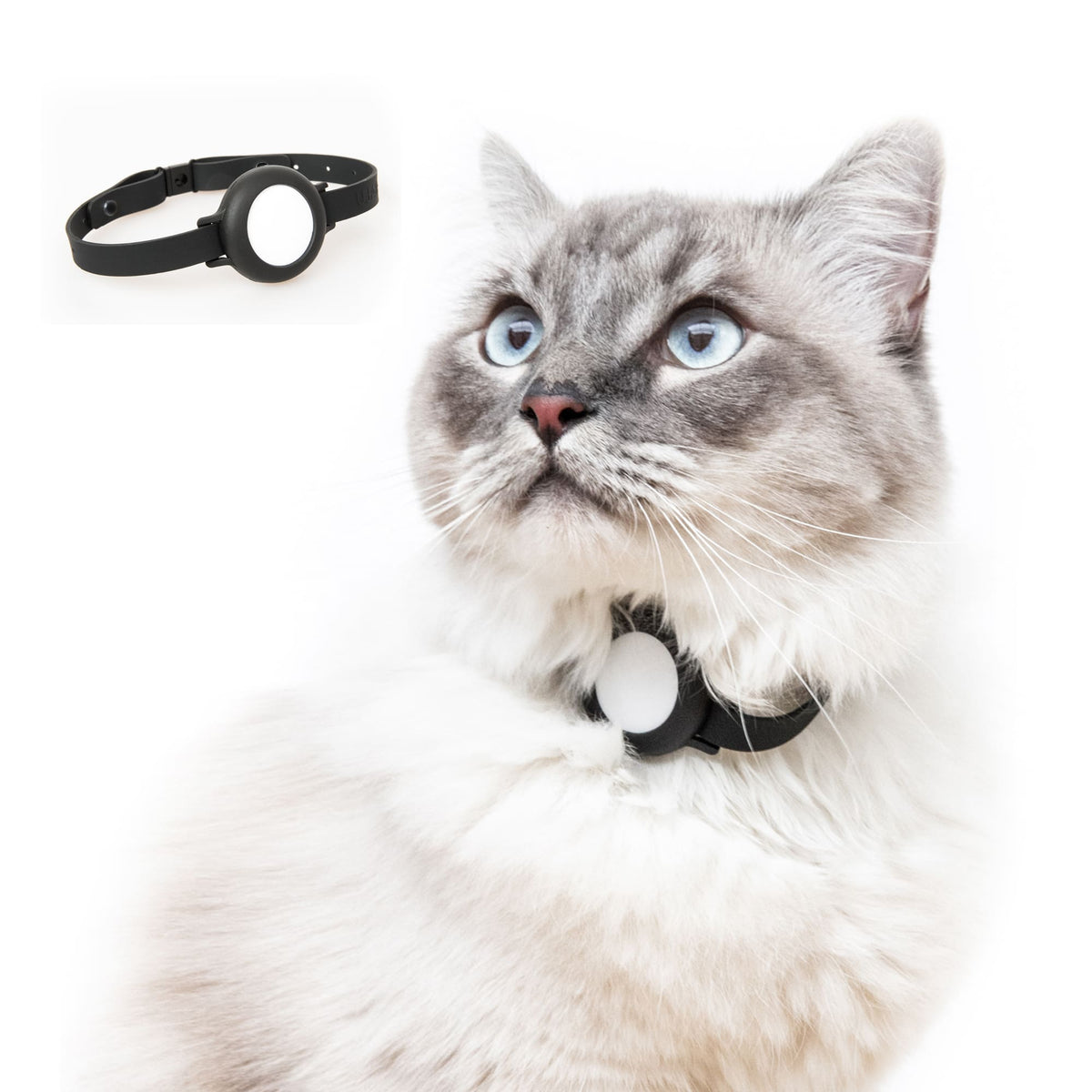 NEMO AirTag Halsband schwarz mit Katze im Detail