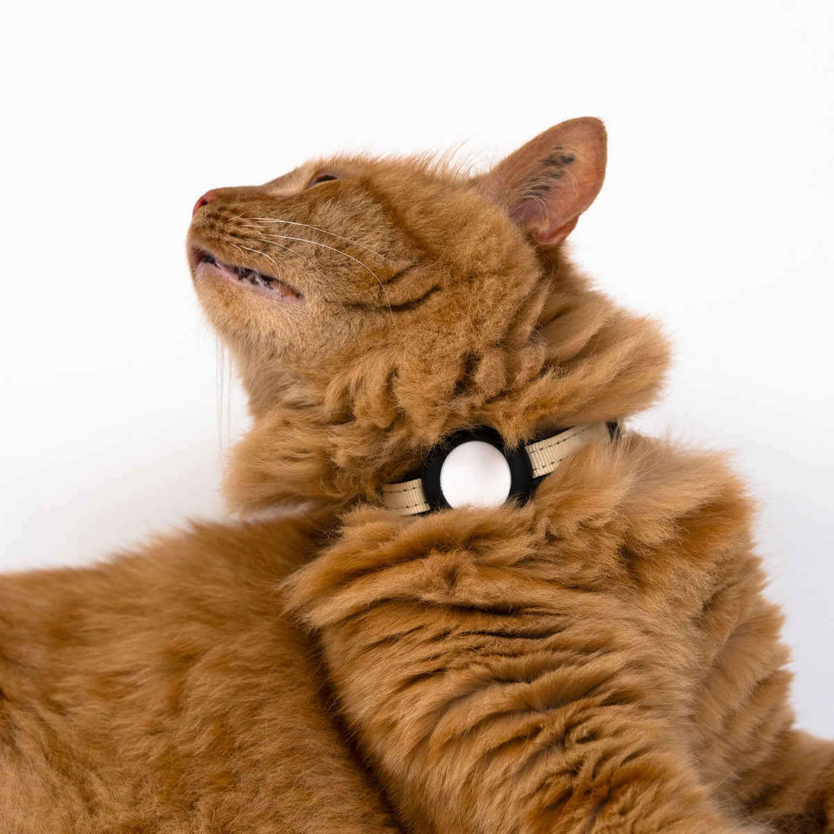 Gatto che guarda verso l'alto, indossa il collare per gatti DORI color sabbia con AirTag