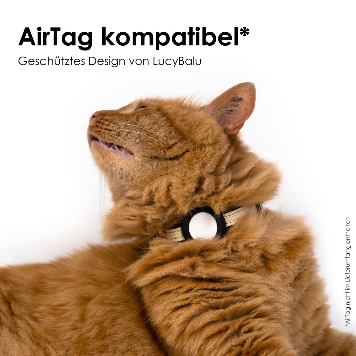 Gatto che guarda verso l'alto, indossa il collare per gatti DORI color sabbia con porta AirTag – compatibile con AirTag