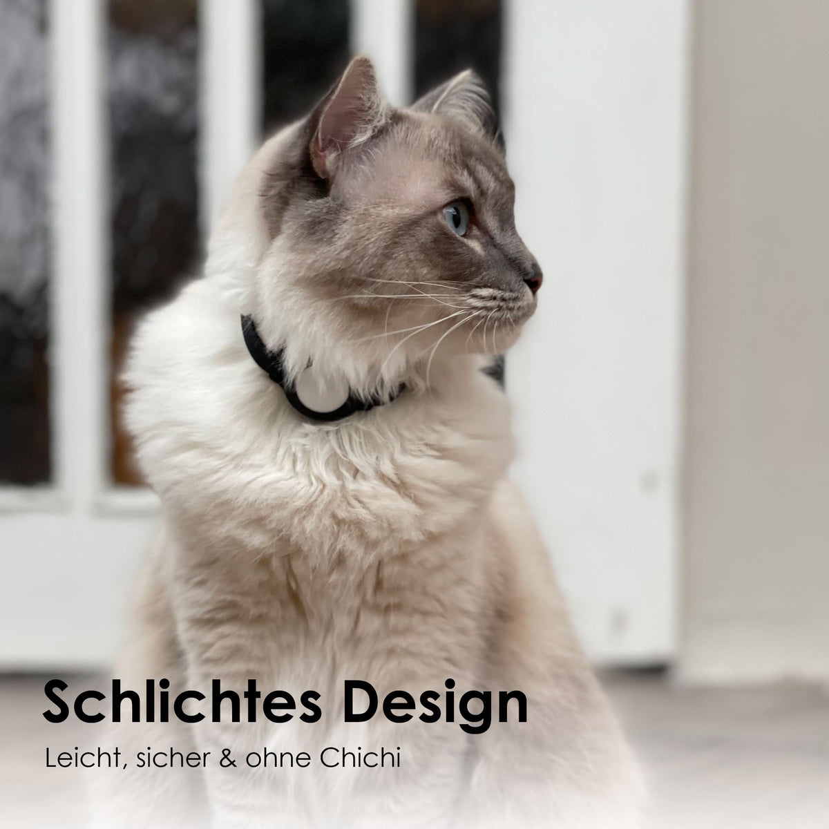 Katze mit schwarzem NEMO Halsband in schlichtem Design, leicht und sicher