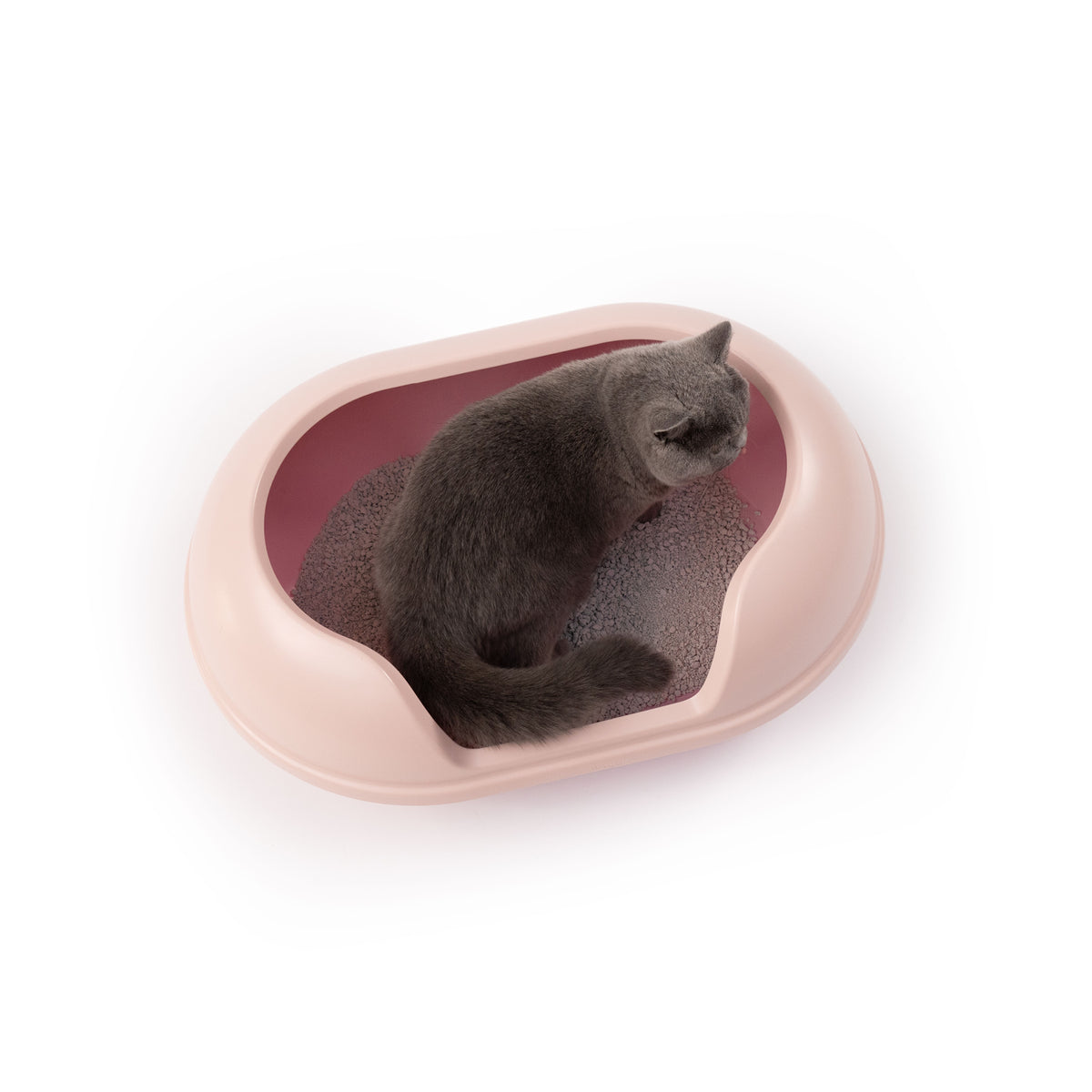 Gatto grigio seduto nella lettiera ARENA rosa con ingresso dall'alto