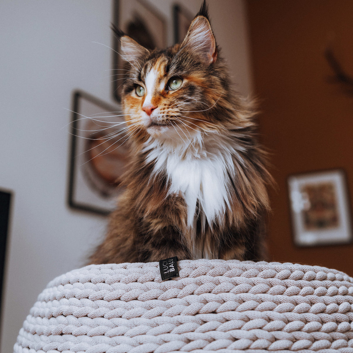 BASKET Katzenbett