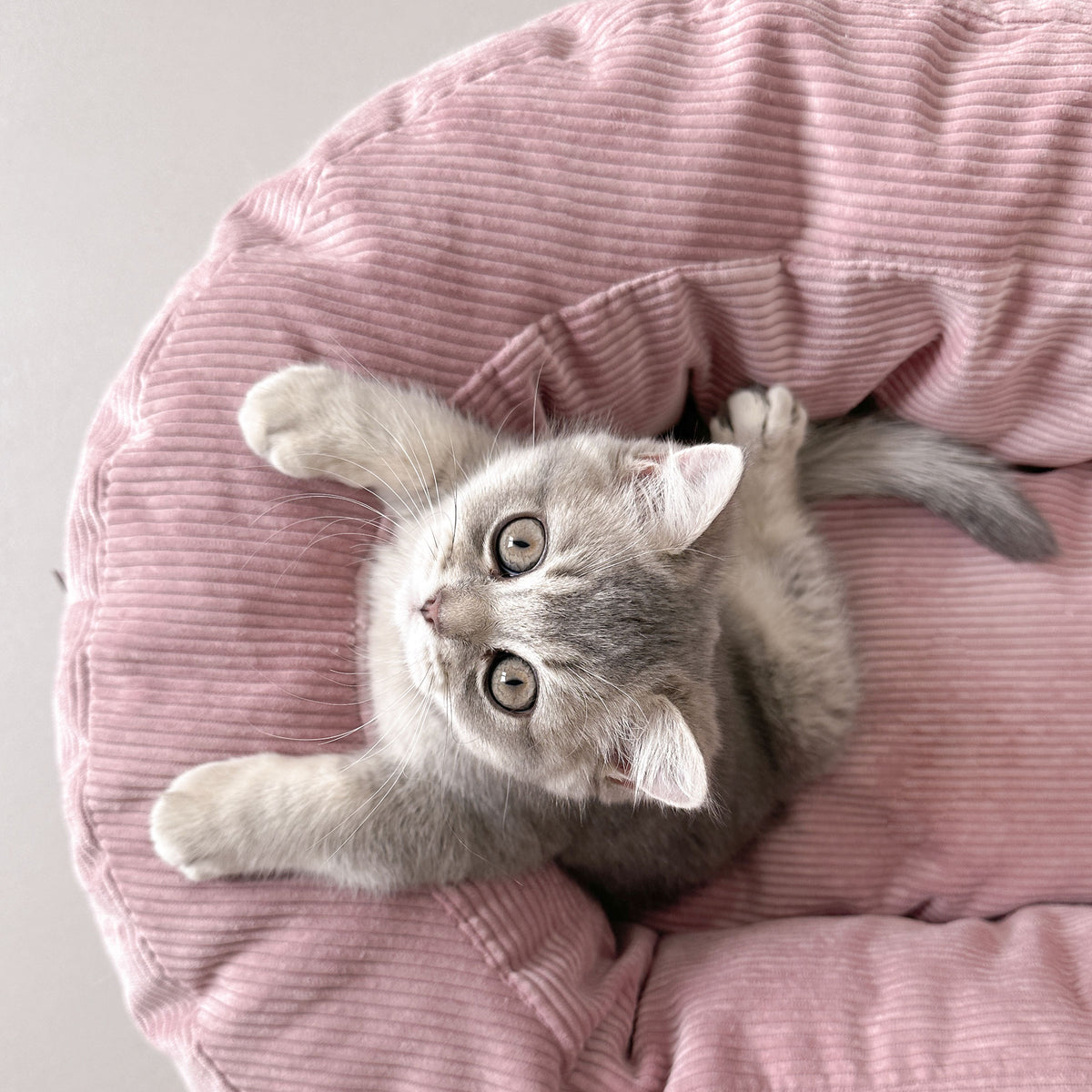 Kätzchen liegt verspielt im rosa DINGHY Katzenbett Hello Kitty Edition und schaut nach oben