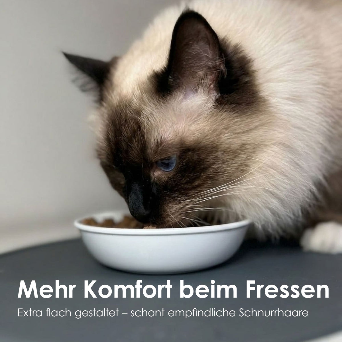 Gatto mangia da una ciotola BOWL in melamina bassa, design rispettoso dei baffi