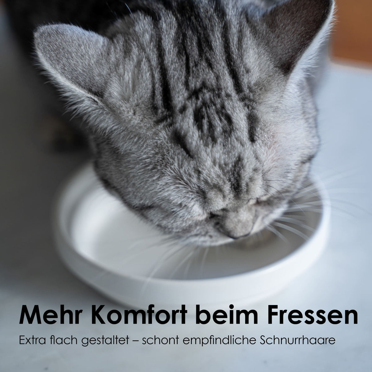 Un chat buvant dans le bol en porcelaine BOWL en blanc – extra plat pour un repas doux sans contact avec les vibrisses.