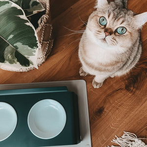 Gatto guarda in alto accanto a ciotole BOWL in melamina in una stazione di alimentazione scura