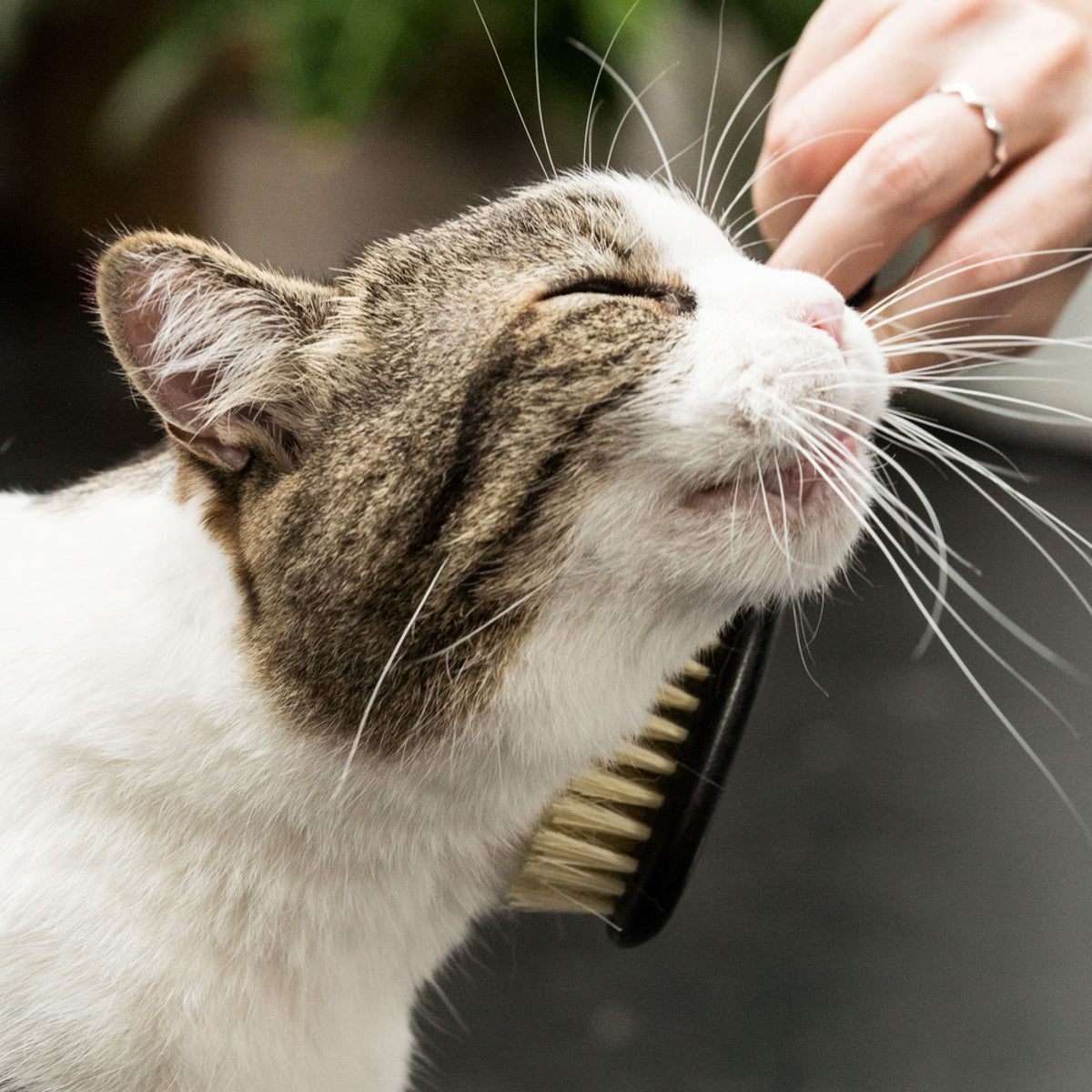 Gros plan : un chat peigné au niveau du cou avec la brosse FIGARO noire