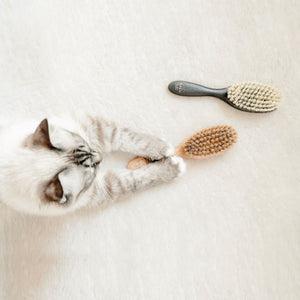 Deux brosses pour chat FIGARO photographiées d'en haut, un chat tendant ses pattes vers elles