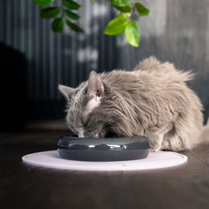 Tappetino sottociotola CIRCLE in lilla, gatto a pelo lungo grigio che mangia da una ciotola scura
