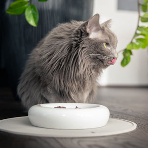 Tappetino sottociotola CIRCLE in talpa, gatto a pelo lungo grigio che si lecca i baffi dopo aver mangiato