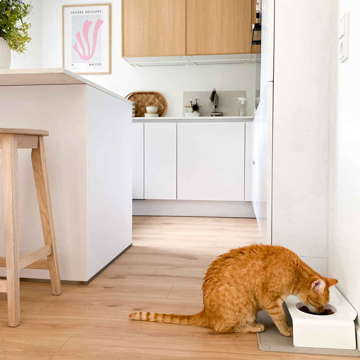 Stazione pasti DINE in bianco, gatto rosso che mangia in una cucina moderna