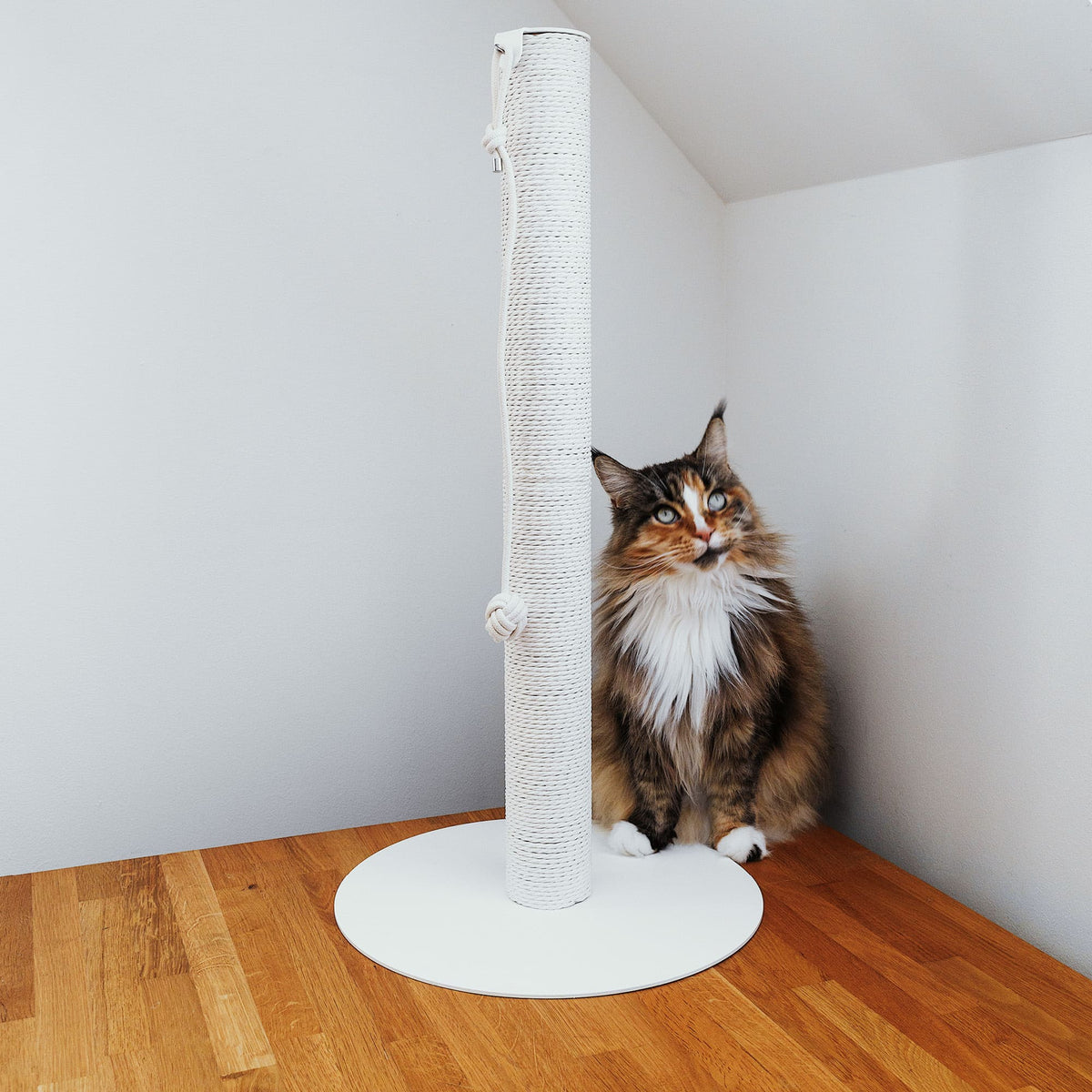 Colonna tiragraffi PAPERPOLE in bianco nell'angolo della stanza – gatto seduto accanto al palo tiragraffi minimalista in corda di carta.