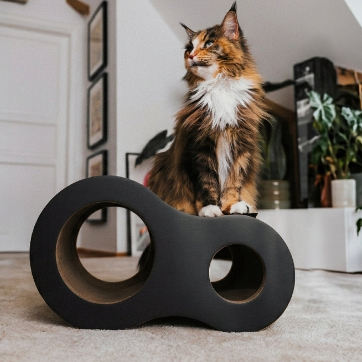 Katze sitzt auf der anthrazitfarbenen PLAYGROUND Kratzhöhle im Wohnzimmer