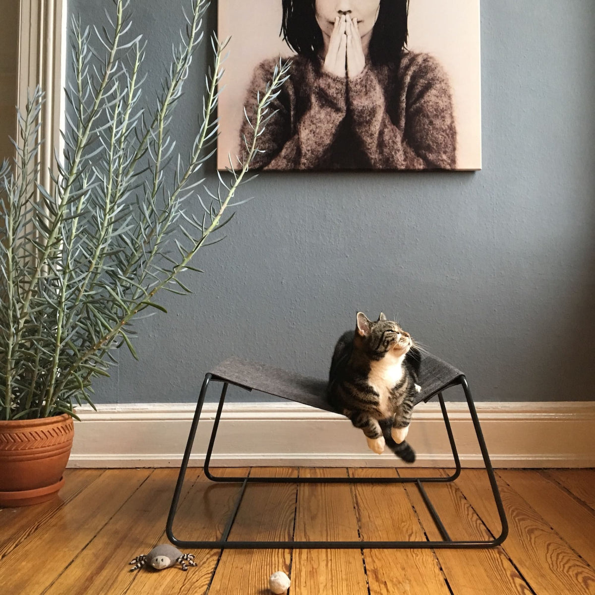 Katze sitzt auf der dunkelgrauen FLOAT Hängematte mit schwarzem Gestell im Wohnzimmer